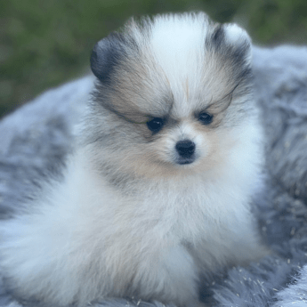 Pomerania ruso bicolor precio medellin criadero