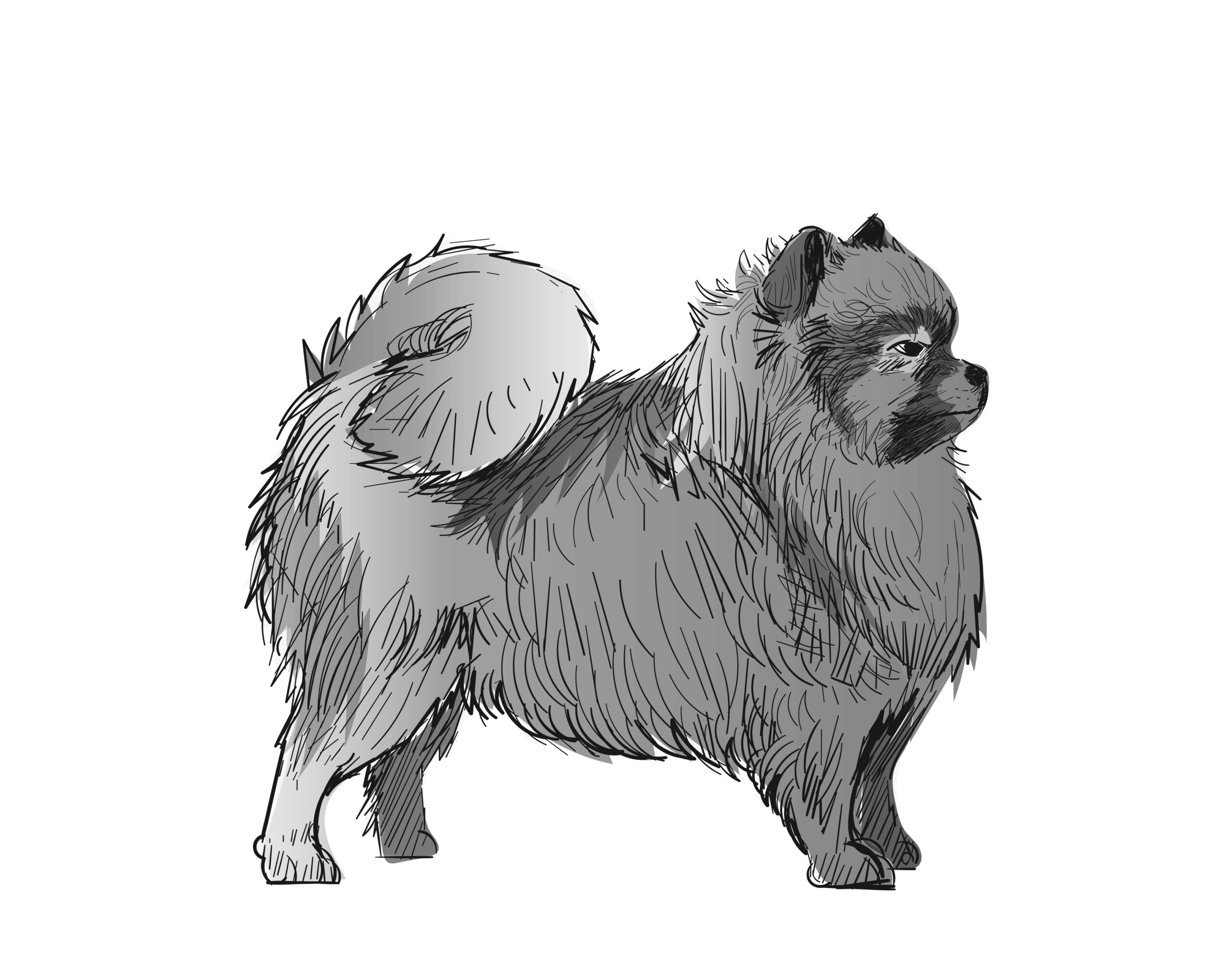 Illustration drawing style of dog