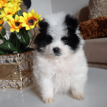 Pomerania mini lulu bicolor blanco negro precio medellin criadero