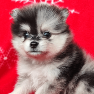 Pomerania mini lulu blue merle precio medellin criadero