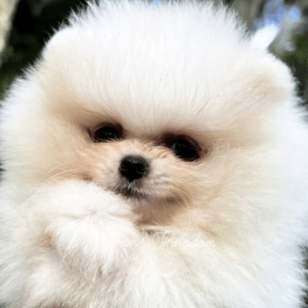 Pomerania cara de oso blanco precio medellin criadero