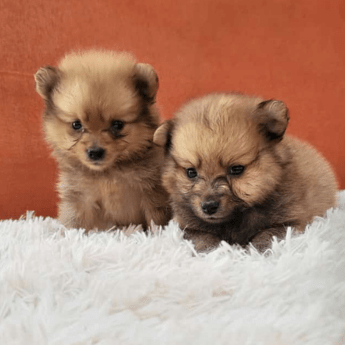 Pomerania lulu caramelo sable precio medellin criadero