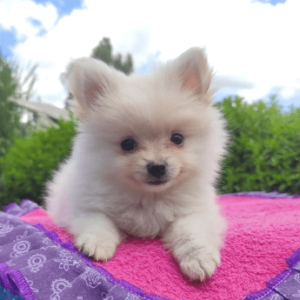 Pomerania lulu blanco precio medellin criadero