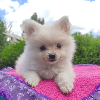 Pomerania lulu blanco precio medellin criadero