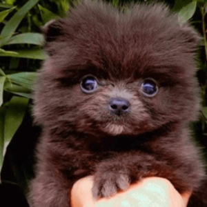 pomerania mini precio chocolate criadero medellin