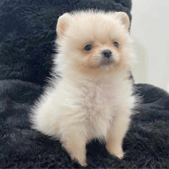 Pomerania lulu blanco precio medellin criadero