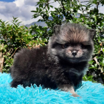 Pomerania mini lulu sable precio medellin criadero