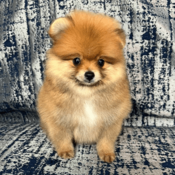 pomerania precio tipo oso criadero medellin