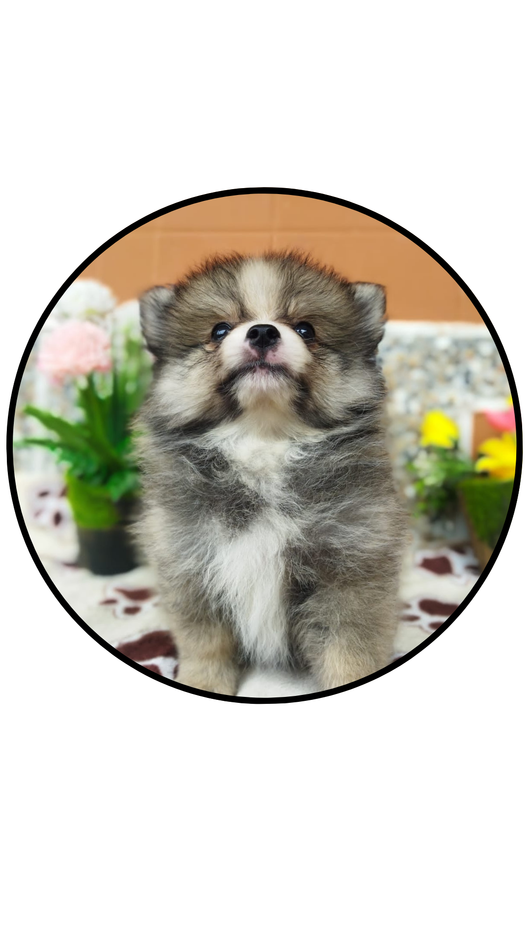 perro pomerania mini bicolor particolor precio medellin