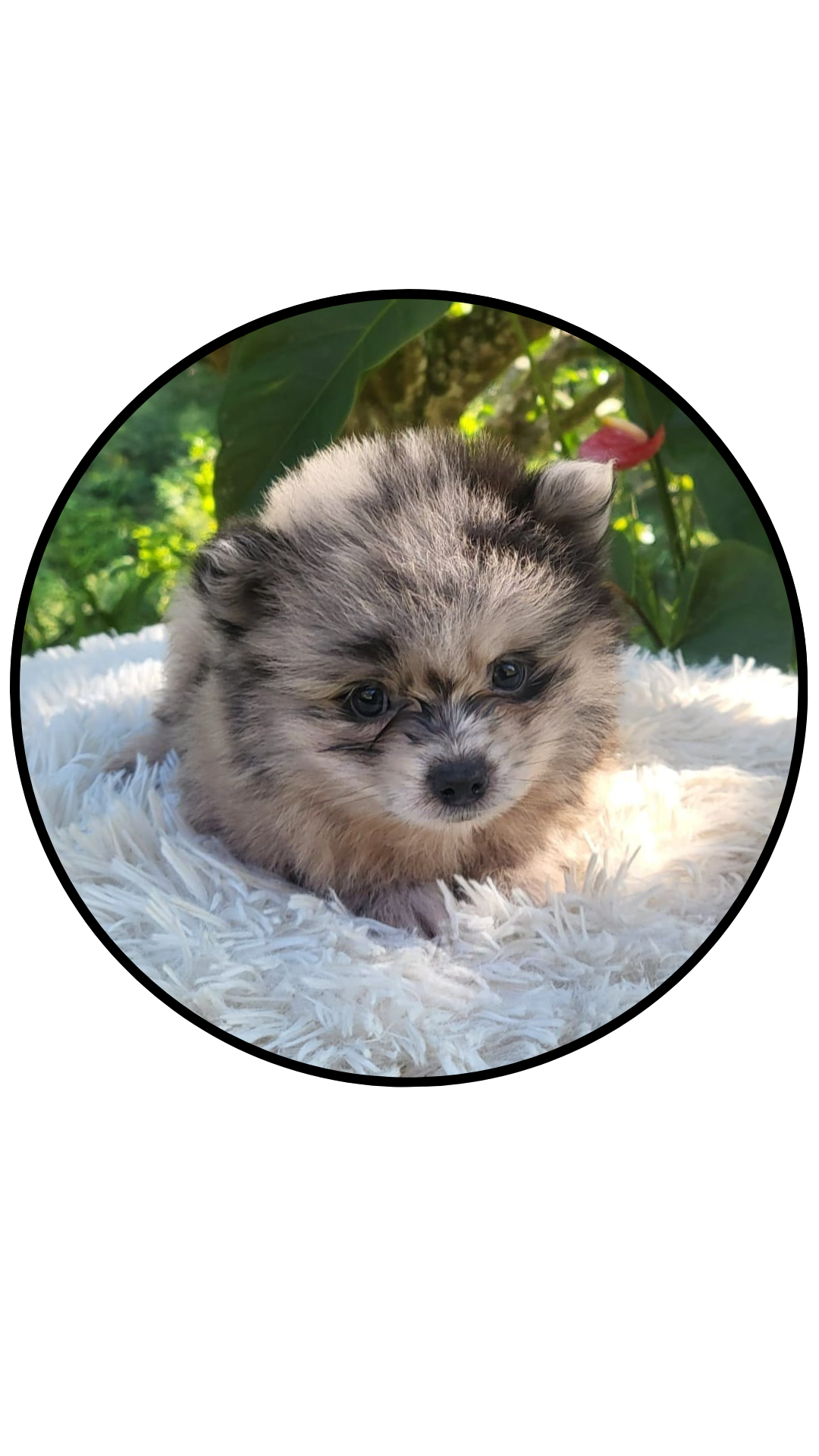 perro pomerania mini blue merle precio medellin