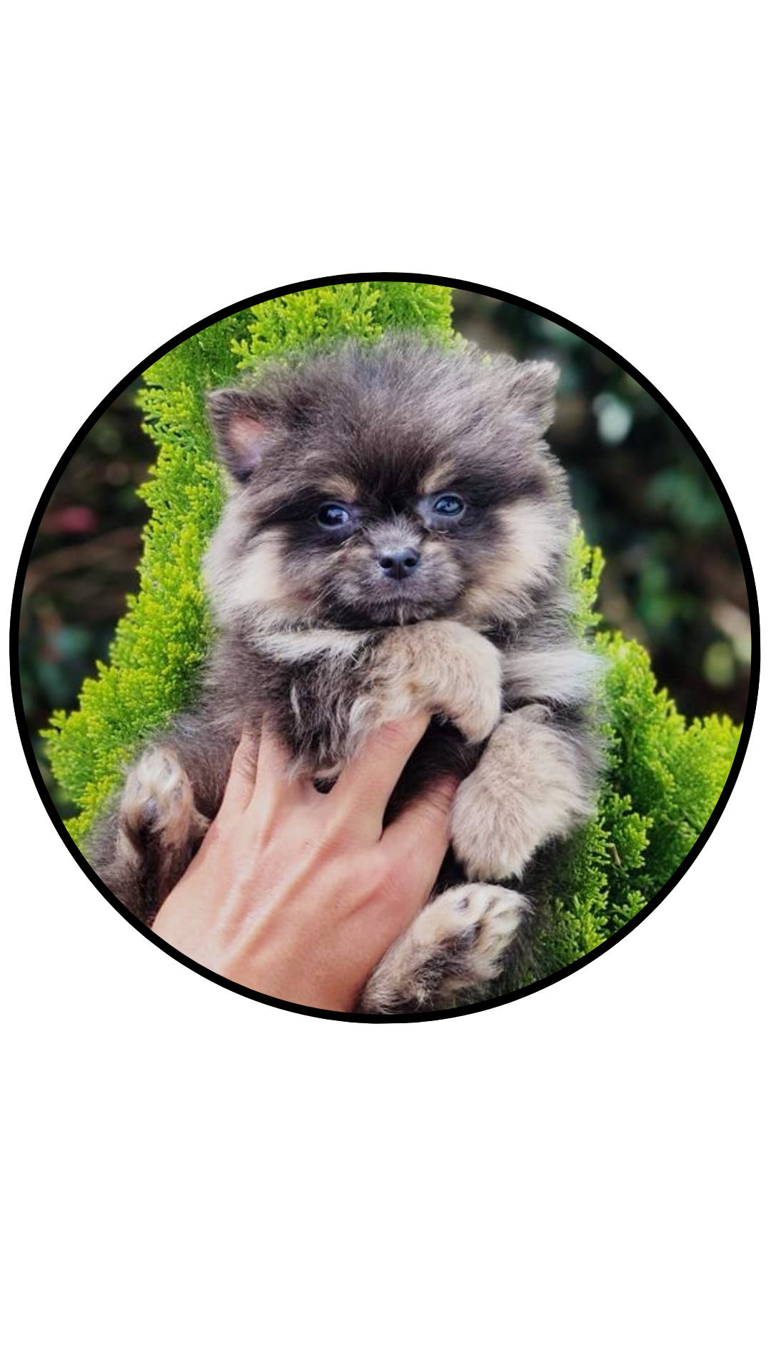 perro pomerania mini black and tan precio medellin