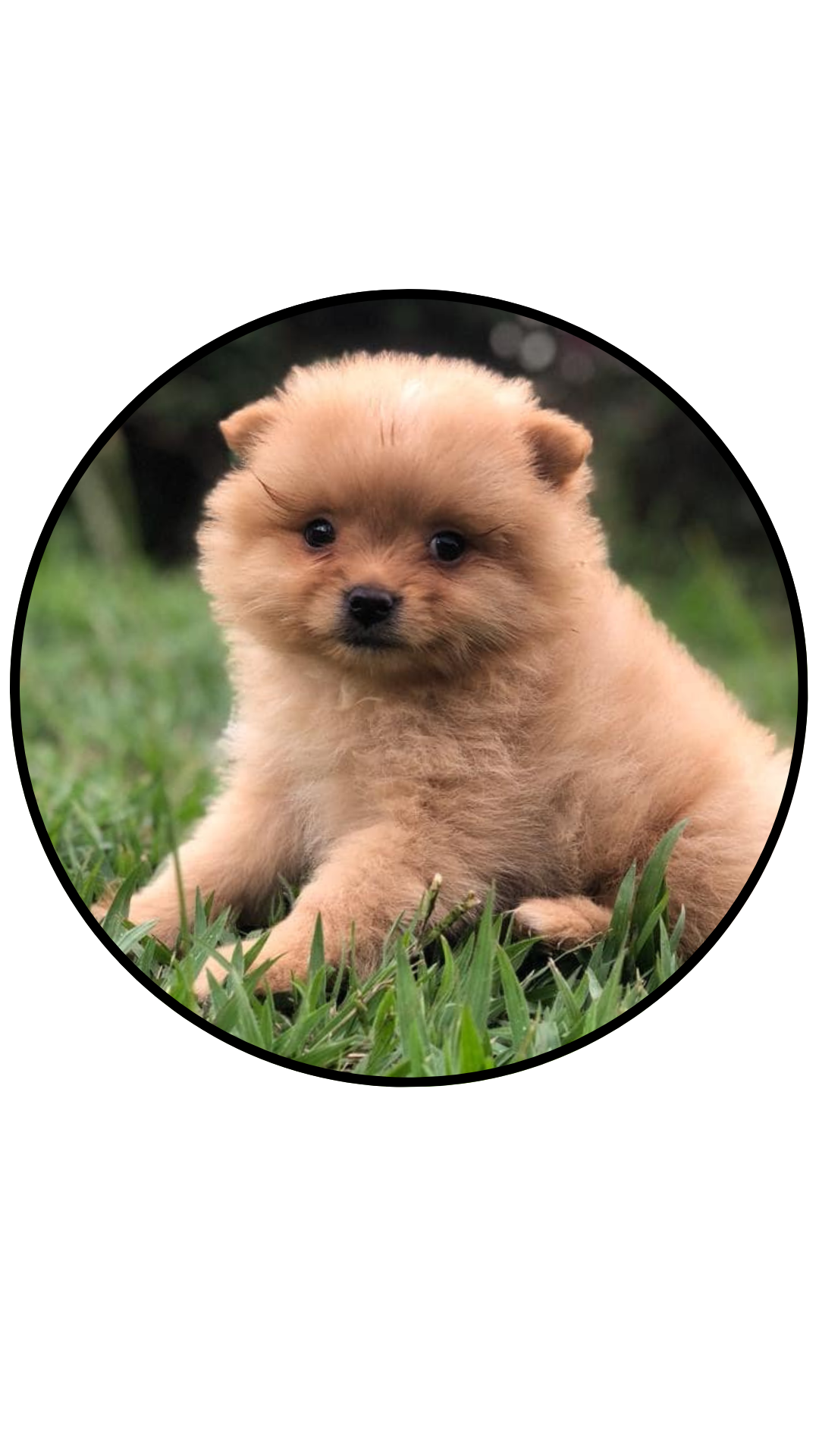 pomerania mini caramelo precio medellin