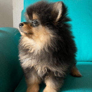 pomerania mini precio black at and tan criadero medellin