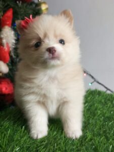 pomerania lulu mini precio medellin