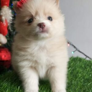 pomerania lulu mini precio medellin